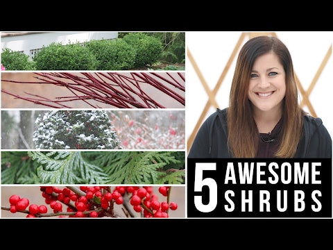 5 Awesome Shrubs for Winter Interest