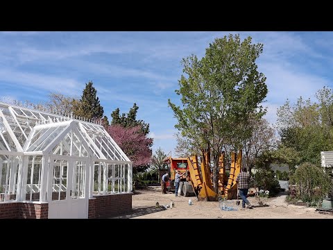 Installing 3 MASSIVE Trees in Our Garden!