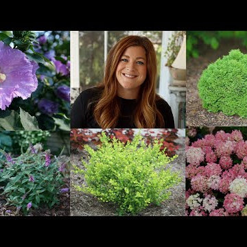 10 Small Shrubs that Will Fit In Any Garden!