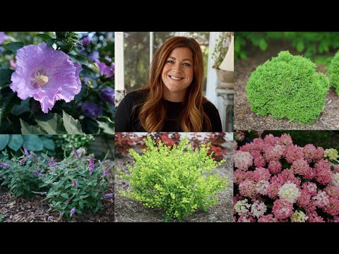 10 Small Shrubs that Will Fit In Any Garden!