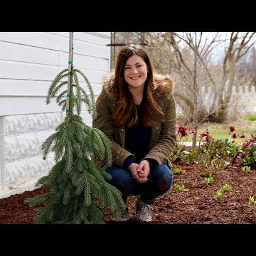 Planting a Weeping White Spruce