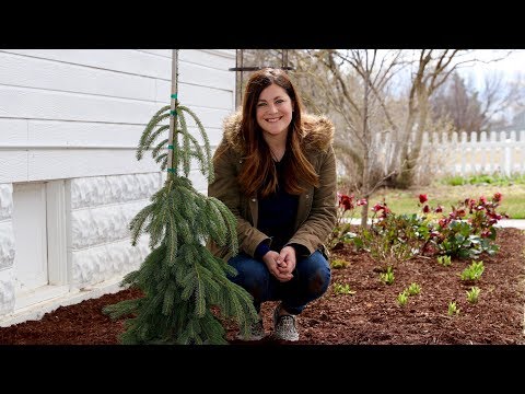 Planting a Weeping White Spruce