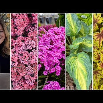 New Perennials for 2024!