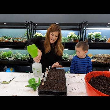 Starting Seeds, Potting Amaryllis & Rooting Tradescantia!