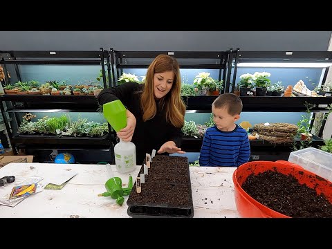 Starting Seeds, Potting Amaryllis & Rooting Tradescantia!