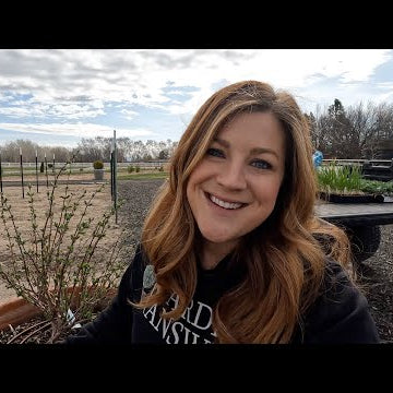 Planting Grapes, Onions & Cabbage (+ Honeyberry Update)!