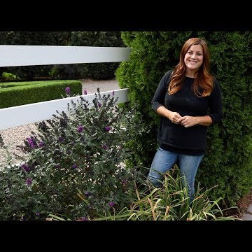 UPDATES! Lemonjade Sedum // Proud Berry Coral Berry // Miss Violet Buddleia