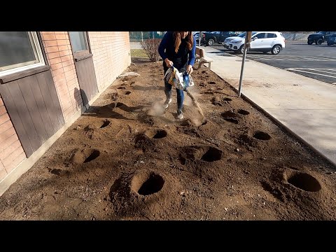 Planting a Ton of Roses at Our Community College & at Home!
