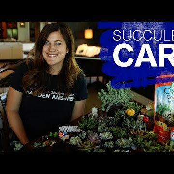 How I Care for New Succulents