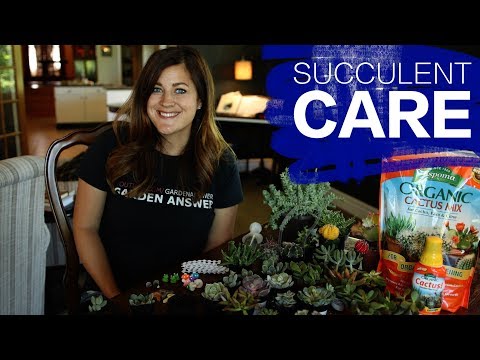 How I Care for New Succulents