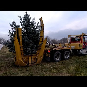 Installing & Moving Big Trees in the Garden!
