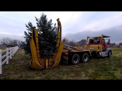 Installing & Moving Big Trees in the Garden!