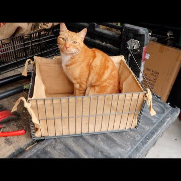 Root Cellar Update & Root Crop Storage Tips!