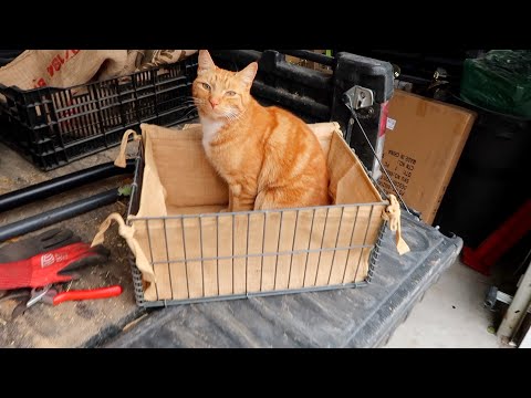 Root Cellar Update & Root Crop Storage Tips!