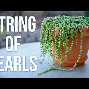 String of Pearls Care Guide