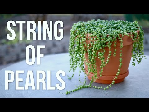 String of Pearls Care Guide