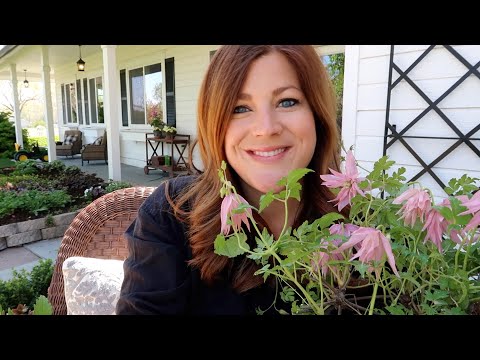 Planting 3 Gorgeous Clematis!