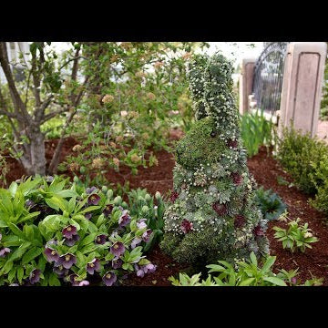 Succulent Topiary Bunny!!!