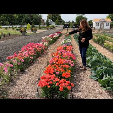 How I Grow Ranunculus (+ Schedule of Planting Dates)!