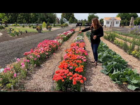 How I Grow Ranunculus (+ Schedule of Planting Dates)!