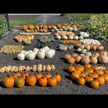 Pumpkin & Squash Harvest!