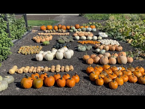 Pumpkin & Squash Harvest!