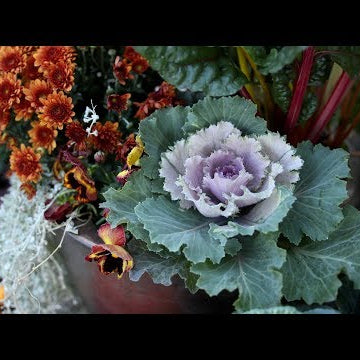 Planting Fall Containers (Pt 1)