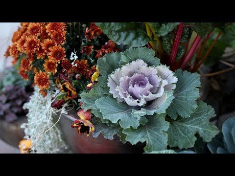Planting Fall Containers (Pt 1)