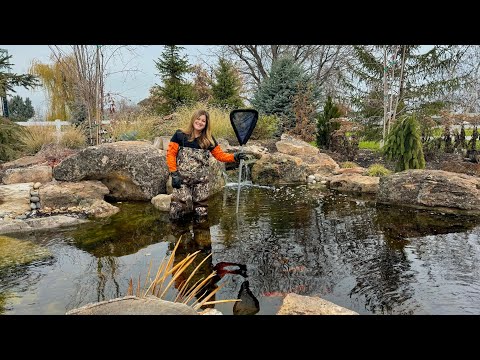 Pond Maintenance + Prepping a Tropical Waterlily for Winter Storage!