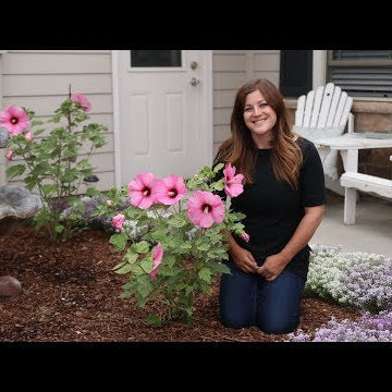 Planting Some Gorgeous Hibiscus!