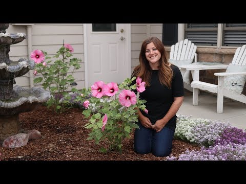 Planting Some Gorgeous Hibiscus!