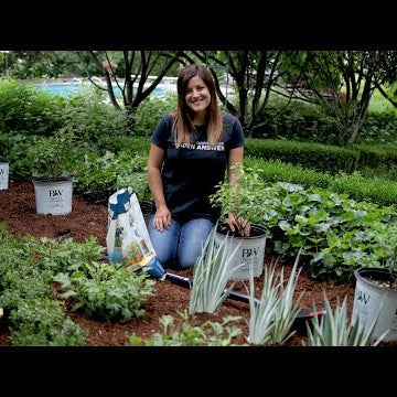 Planting a hedge of Bobo Hydrangeas!