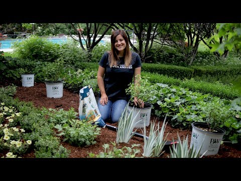 Planting a hedge of Bobo Hydrangeas!