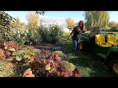 Starting Fall Flower Bed Cleanup!