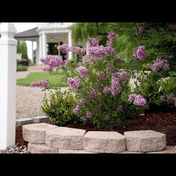 Bloomerang Lilac Update!
