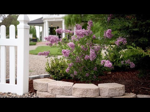 Bloomerang Lilac Update!