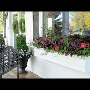 Planting Shade-Loving Plants in My Window Boxes!