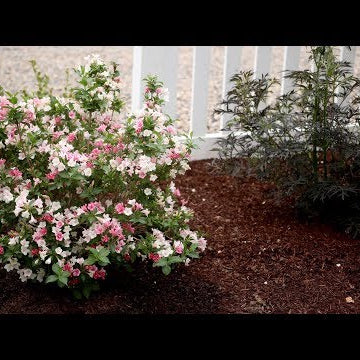 Czechmark Trilogy Weigela