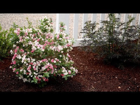 Czechmark Trilogy Weigela