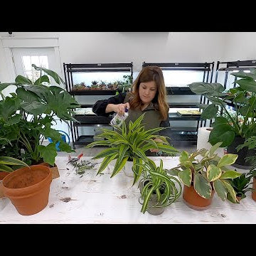 Picking Out Houseplants for our Mantel!