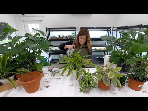 Picking Out Houseplants for our Mantel!