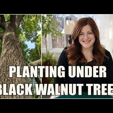 Some Thoughts About Planting Under Black Walnut Trees