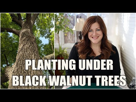 Some Thoughts About Planting Under Black Walnut Trees