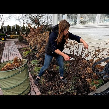 Pruning Panicle & Smooth Hydrangeas + Pink Mink Clematis!