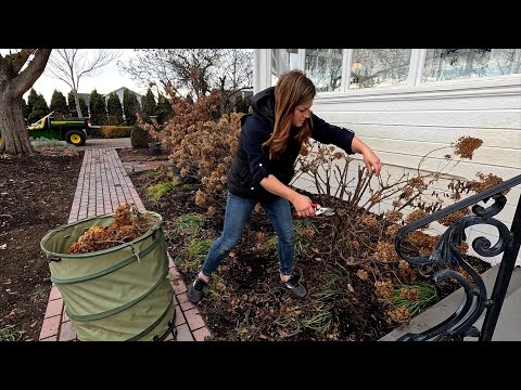 Pruning Panicle & Smooth Hydrangeas + Pink Mink Clematis!