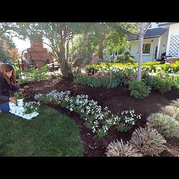 Planting Flowers that Perform Beautifully in both Cool & Warm Temps!