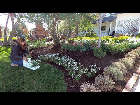 Planting Flowers that Perform Beautifully in both Cool & Warm Temps!