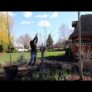 Planting Foxglove, Columbine & More Bare Root Roses + a Bit Of Tree Maintenance! / Garden Answer