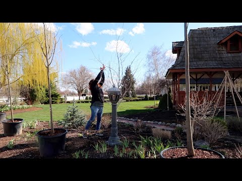 Planting Foxglove, Columbine & More Bare Root Roses + a Bit Of Tree Maintenance! / Garden Answer