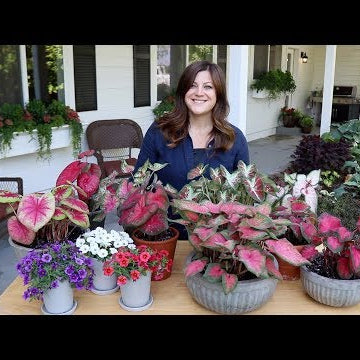 Trying Out New Superbells & Caladiums!
